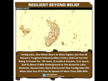 Resilient Tardigrades: Survivors Extraordinaire!