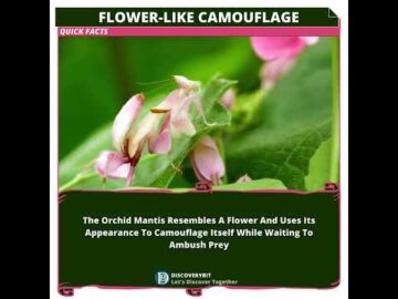 The Orchid Mantis Deception: A Floral Assassin Lurking In Plain Sight