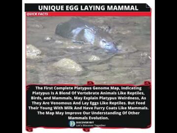 The Platypus: Unraveling Evolution's Secrets in Mammalian Oddities