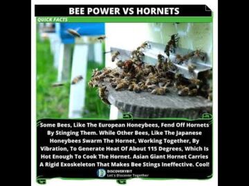 Bees Vs Hornets: Tactics Unleashed!