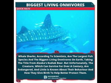 Whale Sharks: The Majestic And Gentle Titans
