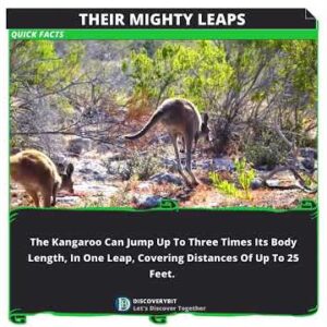 Boundless Kangaroo: Nature's Spectacular Leaps