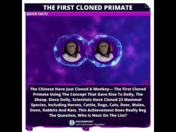 Primate Cloning Breakthrough: Unlocking Nature's Mirror