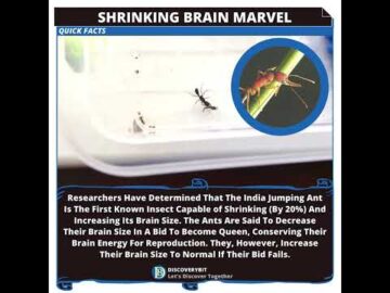 Extraordinary India's Shapeshifting Ants