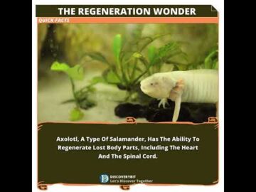 The Axolotl: Unlocking The Marvelous Superpower Of Regeneration