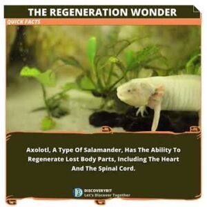 The Axolotl: Unlocking The Marvelous Superpower Of Regeneration