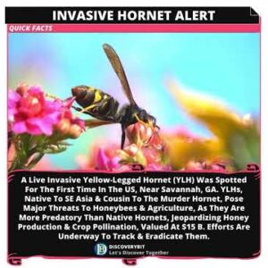 Deadly Hornet Alert: The Battle For America's Bees