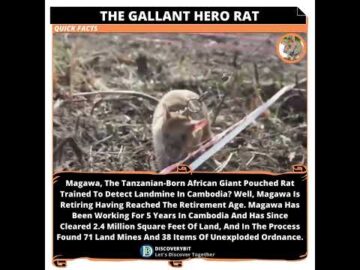 Magawa: The Fearless Hero Rat Saving Lives
