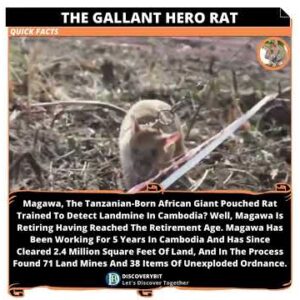 Magawa: The Fearless Hero Rat Saving Lives