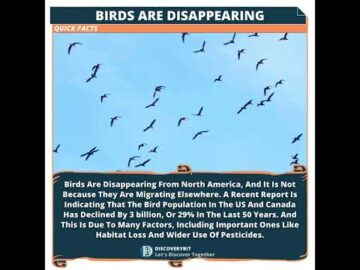 Vanishing Voices: The Silent Crisis Of The North American Birds