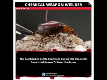 The Fiery Arsenal: Unleashing The Boiling Chemical Warfare