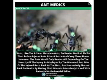 Natural Wonder: The Remarkable World Of The Matabele Ants