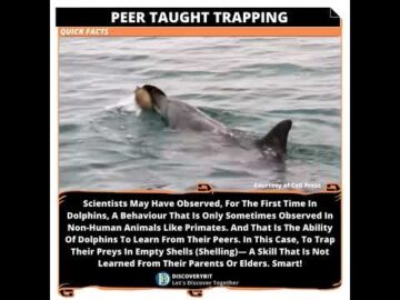 Dolphin Discovery: Peer-Taught Prey Trapping