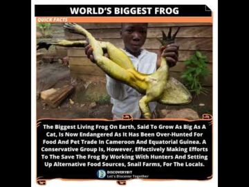 World's Biggest Frog: Battling Extinction In Cameroon And Equatorial Guinea