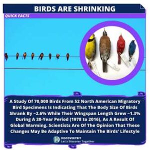 Birds Are Shrinking: An Adaptive Avian Evolution