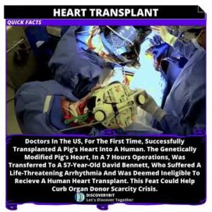 Can A Pig's Heart Be Transplanted Into A Human?