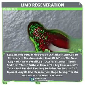 Can A Human Limb Be Regenerated?