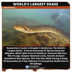 The Heavyweight Champion Of The Snake World