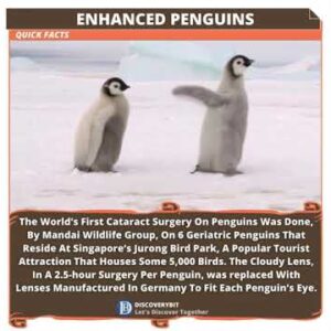Penguin Vision: Breakthrough Cataract Surgery