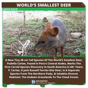 Mini Deer: Discover Another Nature's Tiniest Wonder