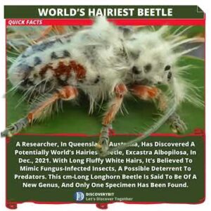 Australian Trailblazer: The World’s Hairiest Beetle