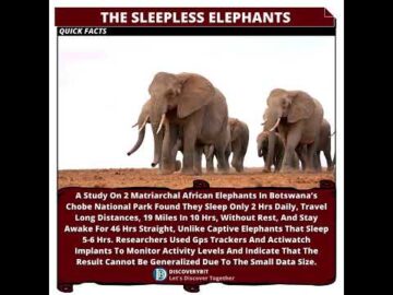 Matriarchal African Elephants: The Vigilant Sleepless Guardians