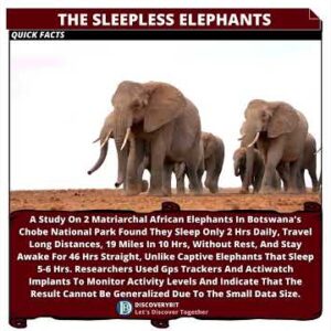 Matriarchal African Elephants: The Vigilant Sleepless Guardians