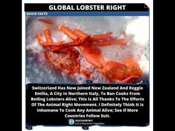 Lobsters: Enjoy Them Without Abusing This Right