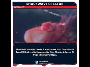 Pistol Shrimp: Nature's Sonic Boom And Its Astonishing Origins