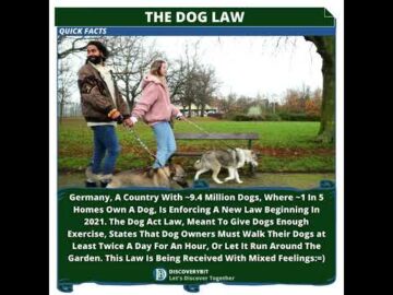 Paws And Policy: Germany's Dog Revolution