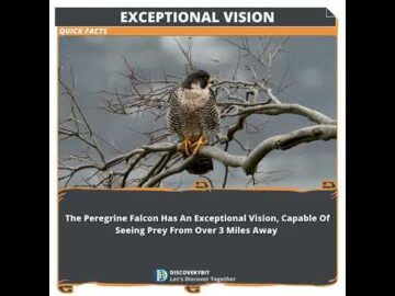 Fury in Flight: The Peregrine Falcon's Visionary Prowess.