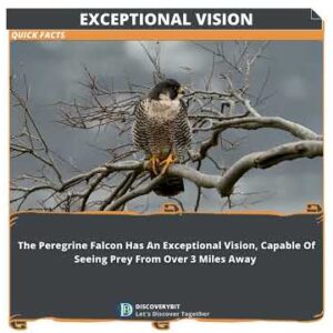 Fury in Flight: The Peregrine Falcon's Visionary Prowess.